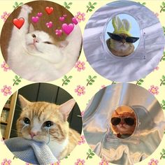 there are four pictures of cats with hearts on their heads and one has a cat's head in the middle