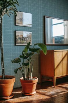 two potted plants sit on the floor in front of a blue wall with pictures