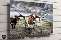 two long horn cows standing in a field under a cloudy sky with the words high - definition metal print