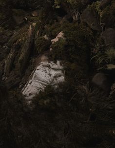 an animal is laying on the ground in some grass and rocks with trees around it