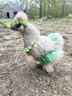 a white chicken with green feathers standing on top of a dirt field next to a barn