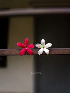 two red and white flowers sitting on top of a wooden rail next to each other