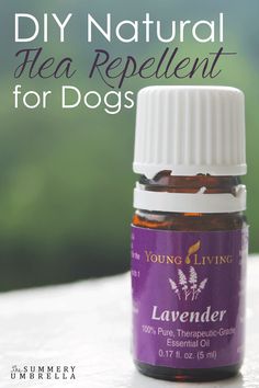 a bottle of lavender essential oil with the words diy natural tea repellent for dogs