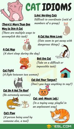 the cat idioms are written in different languages