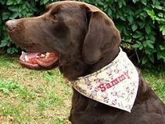 a brown dog wearing a bandana sitting in the grass