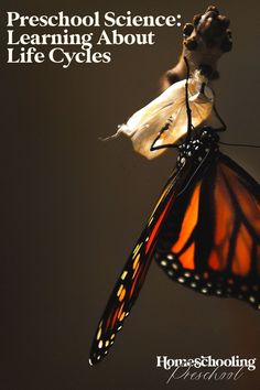 a butterfly with the words preschool science learning about life cycles on it's wings