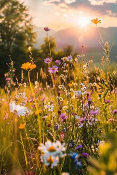 the sun shines brightly behind some wildflowers in a grassy field with mountains in the background