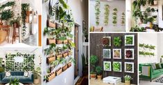 there are many different types of plants on the wall in this room and one is green