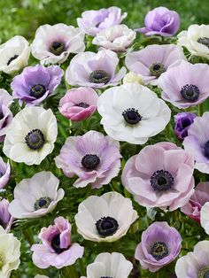 many different colored flowers growing in the grass