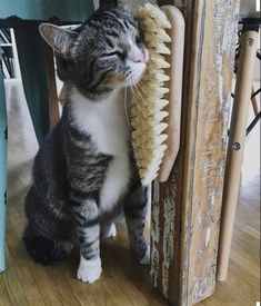 a gray and white cat sitting on top of a wooden chair next to a brush