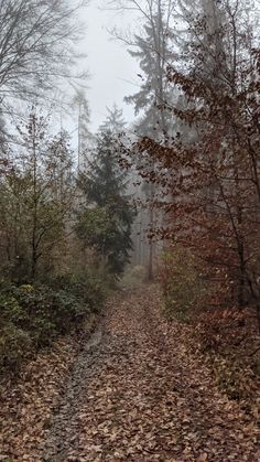 a dirt road in the middle of a forest with lots of leaves on the ground