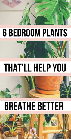 the words 6 bedroom plants that'll help you breathe better