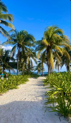 palm trees line the beach as people walk by