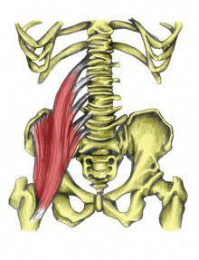 an image of the back of a skeleton with muscles highlighted in yellow and red colors