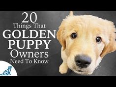 a golden retriever dog with the words 20 things that golden puppy owners need to know