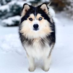 a black and white dog standing in the snow with his head turned to the side