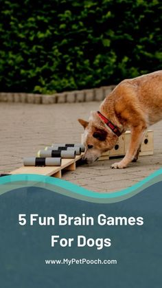 Brain Games 4 Dogs by Vi Dog Play Ideas, Games For Dogs, Crate Training Dog, Animal Humor Dog, Agility Training For Dogs, Dog Leash Training, Brain Game, Basic Dog Training