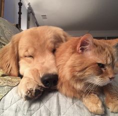 a dog and cat laying on top of a bed next to each other with their eyes closed