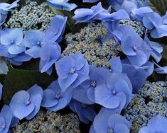 blue flowers with green leaves in the background