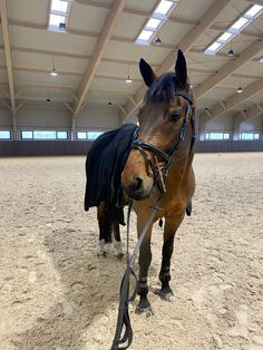 a brown horse with a black blanket on it's face standing in an arena