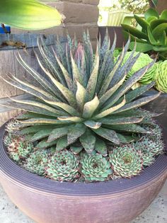 a large green plant in a purple pot