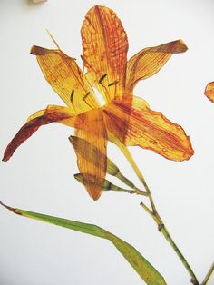 an orange flower with green stems on a white background and two other flowers in the foreground