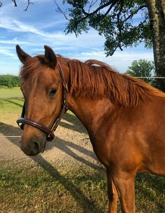 a brown horse standing on top of a grass covered field next to a tree and fence