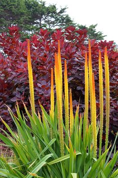 some very pretty plants in front of some red and green bushes with purple leaves on them