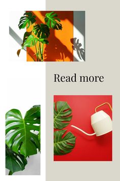 the words read more are shown in three different colors and shapes, along with an image of a potted plant