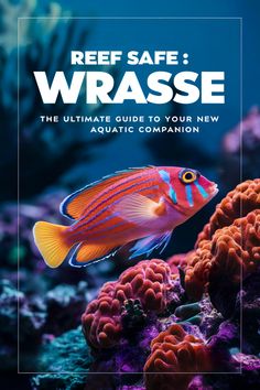 the book cover for reef safe wrasse, featuring an orange and blue fish