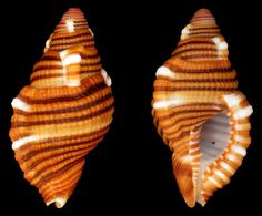 two seashells with white and brown stripes on them