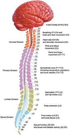 the human nervous system is shown in this diagram, it shows the location and functions of the