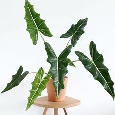 a potted plant sitting on top of a wooden table