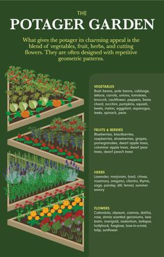 the poster shows different stages of growing vegetables