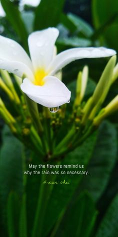 a white flower with green leaves and a quote on the bottom that says, may the flowers remind us why the rain was so necessary