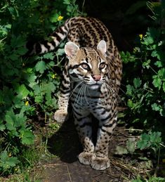 a close up of a cat walking near bushes