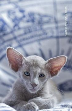 a small gray cat laying on top of a blue and white blanket