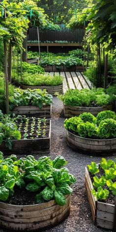 a garden filled with lots of green plants and wooden containers full of lettuce