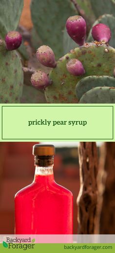 prickly pear syrup in a glass bottle next to a cactus