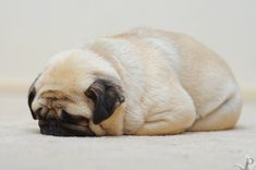 a small pug dog laying on the floor with its eyes closed