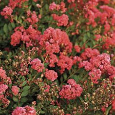 pink flowers are blooming in the garden