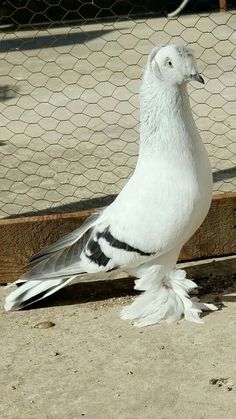 a white and black bird sitting on the ground