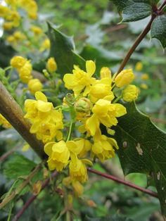 the yellow flowers are blooming on the tree