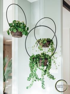 two hanging planters filled with green plants in front of a white wall and the words happy circle above them