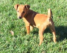 a small brown dog standing on top of a lush green field