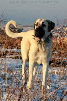 a large white dog standing on top of a snow covered field next to shrubbery