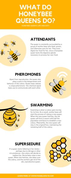 an info sheet with different types of bees and honeybees in the middle of it