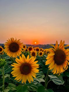 the sun is setting over a field of sunflowers