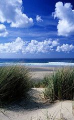 the grass is growing out of the sand on the beach