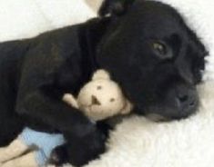 a black dog laying down with a stuffed animal